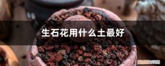 种生石花用什么土最好 生石花用什么土最好