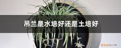 吊兰的水培 吊兰是水培好还是土培好