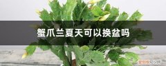 蟹爪兰夏天换盆后咋养 蟹爪兰夏天可以换盆吗