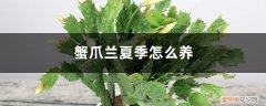 蟹爪兰夏季怎么养花怎么养 蟹爪兰夏季怎么养