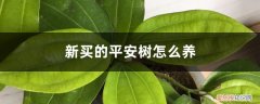 刚买来的平安树怎么养 新买的平安树怎么养