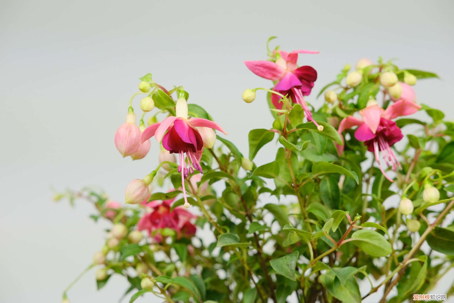 倒挂金钟夏季的养殖方法和注意事项 倒挂金钟夏季怎么养