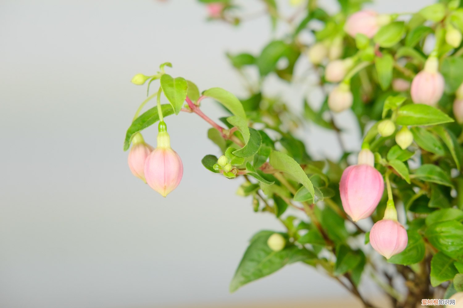 倒挂金钟夏季的养殖方法和注意事项 倒挂金钟夏季怎么养