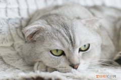 刚出生的小奶猫怎么养胖 刚出生的小奶猫怎么养