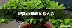 新买的麒麟掌怎么养才好 新买的麒麟掌怎么养