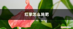 红掌施肥过多的表现 红掌怎么施肥