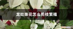 龙吐珠的养殖方法剪枝方法 龙吐珠花怎么剪枝繁殖