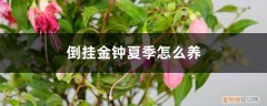 倒挂金钟冬天养护 倒挂金钟夏季怎么养