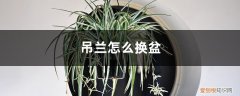 吊兰怎么换盆图片 吊兰怎么换盆