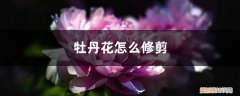 牡丹花怎么修剪残花 牡丹花怎么修剪