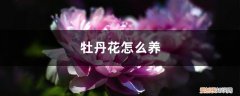 牡丹花怎么养护和施肥 牡丹花怎么养