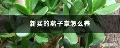 燕子掌怎么养活 新买的燕子掌怎么养