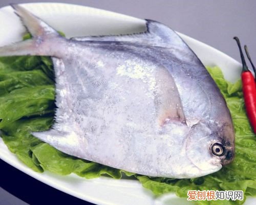鲳鱼价格多少钱一斤 没想到鲳鱼这么有营养呢