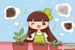 这4种花，现在扦插100%活，错过再等一年！