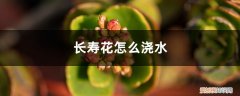 长寿花怎么浇水养得更好 长寿花怎么浇水