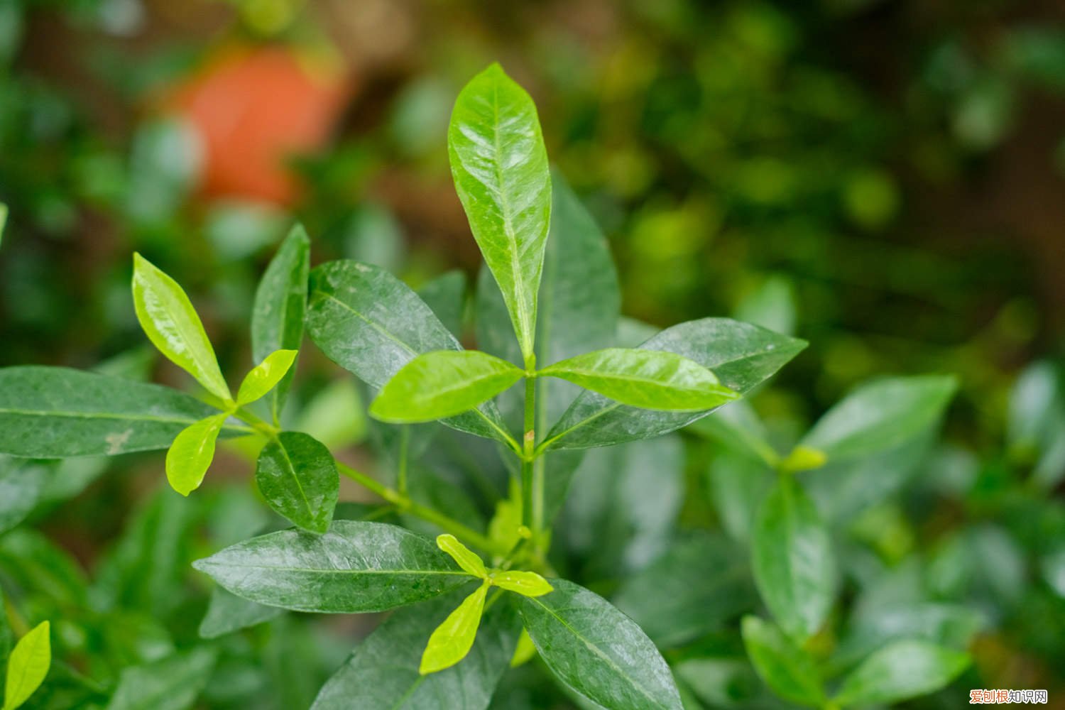 栀子花怎么浇水?怎么加营养施肥? 栀子花怎么浇水