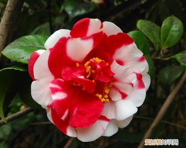 茶花的养殖方法和注意事项，四季茶花的养殖方法和注意事项