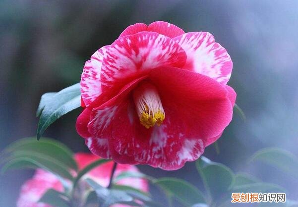 茶花的养殖方法和注意事项，四季茶花的养殖方法和注意事项