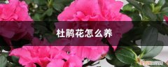 杜鹃花怎么养才开花 杜鹃花怎么养