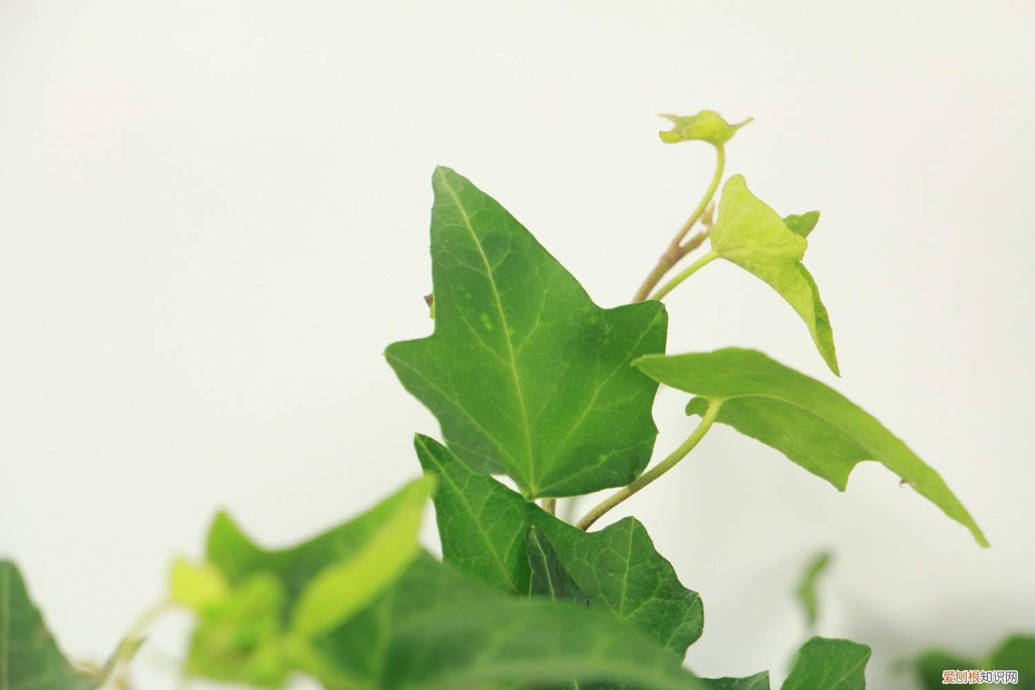 常春藤春天怎么养 常春藤夏天怎么养