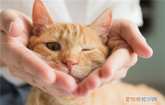 养了猫身上长红点疙瘩很痒 养猫身上起红疙瘩很痒怎么办