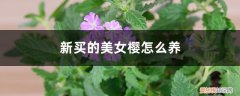 美女樱怎样养 新买的美女樱怎么养