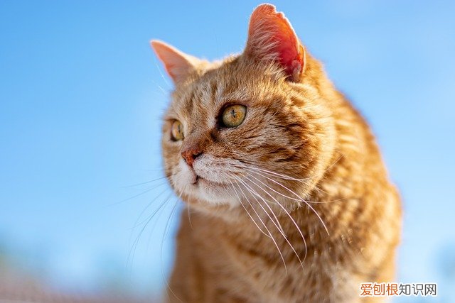 猫咪软便但是很精神用治疗吗 幼猫软便但是精神很好怎么办