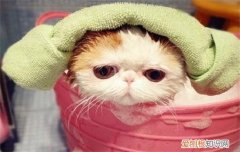 猫咪洗完澡不吹干会怎样呢 猫咪洗完澡不吹干会怎样