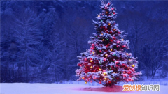 真圣诞树是用什么树 用完的圣诞树去哪了