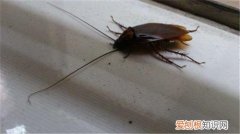 如何灭蟑螂 蟑螂有多可怕你知道吗