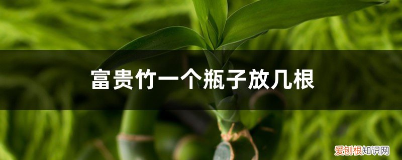 养两瓶富贵竹每瓶放几颗 富贵竹一个瓶子放几根