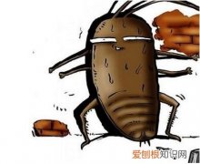 家里有蟑螂怎么办能除根 防止蟑螂的方法