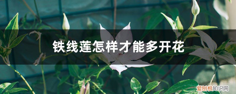 怎么样让铁线莲多开花 铁线莲怎样才能多开花