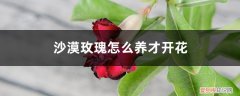 沙漠玫瑰怎么能开花 沙漠玫瑰怎么养才开花