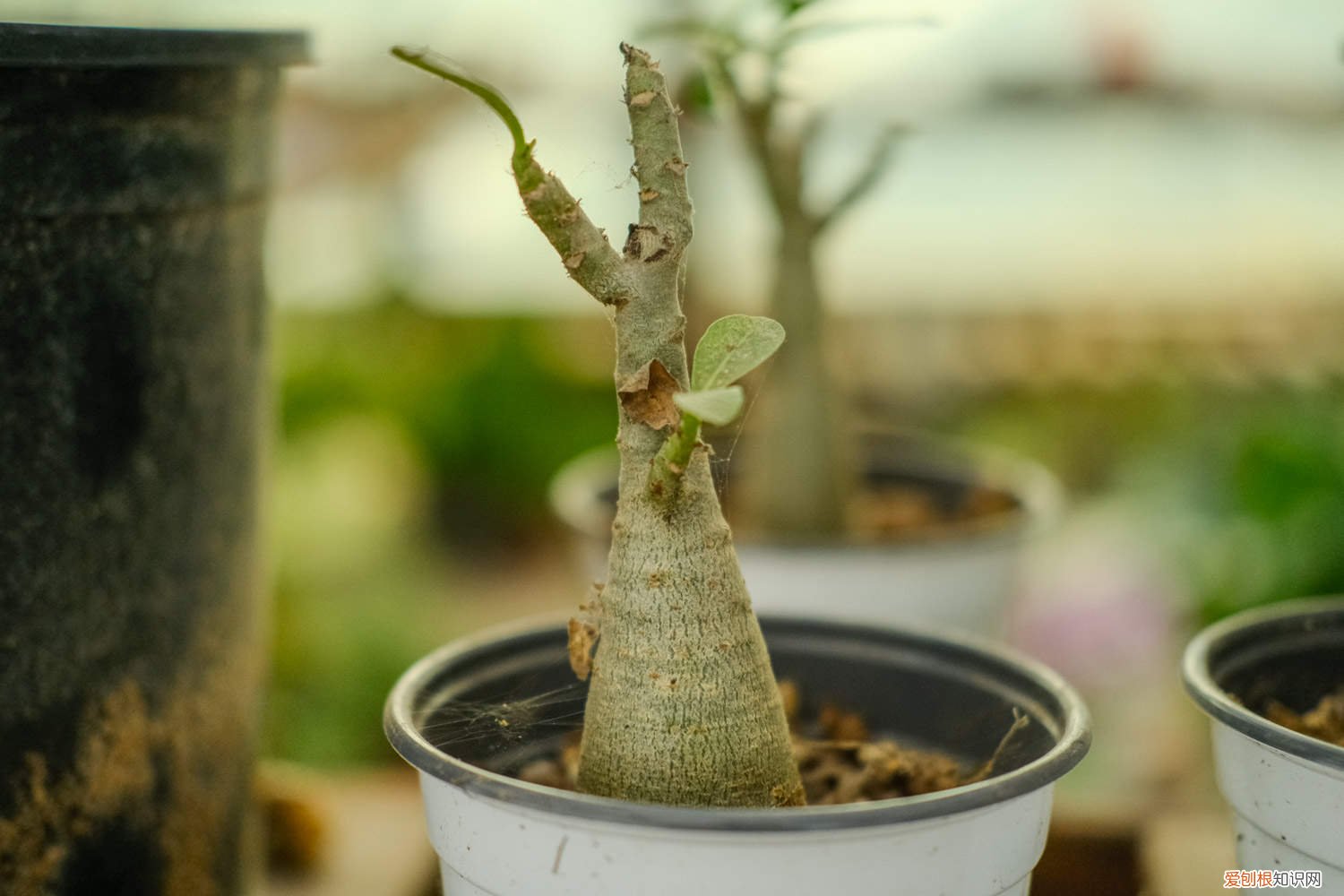 沙漠玫瑰怎么能开花 沙漠玫瑰怎么养才开花