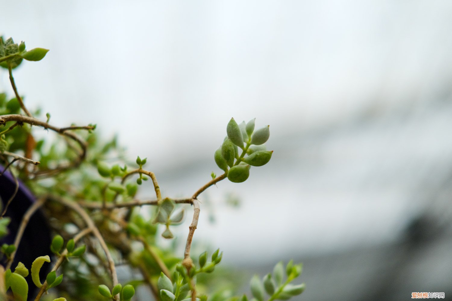 多肉瀑布桩 这6款多肉一养就成瀑布，邻居羡慕得眼红！