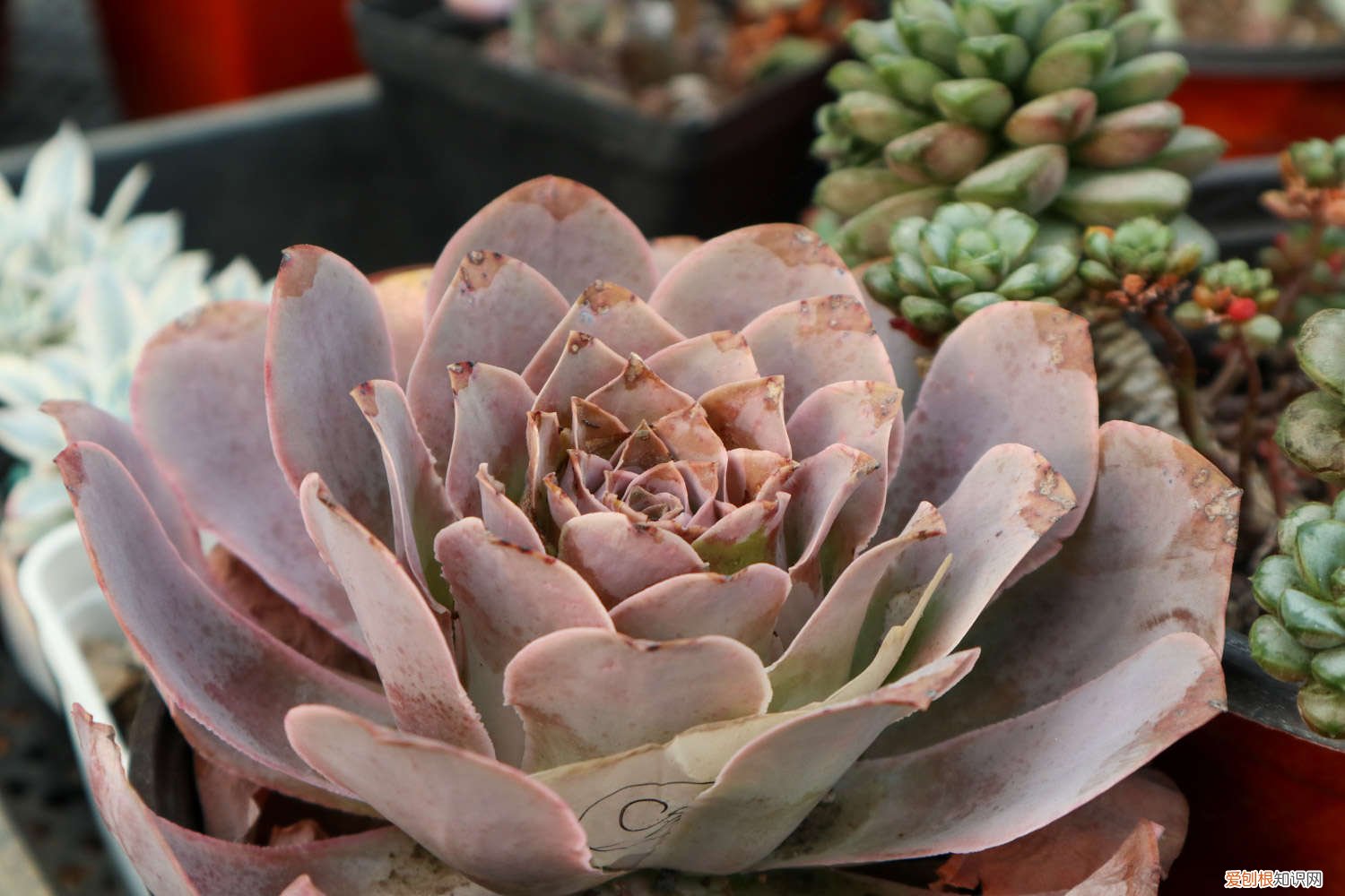 多肉瀑布桩 这6款多肉一养就成瀑布，邻居羡慕得眼红！