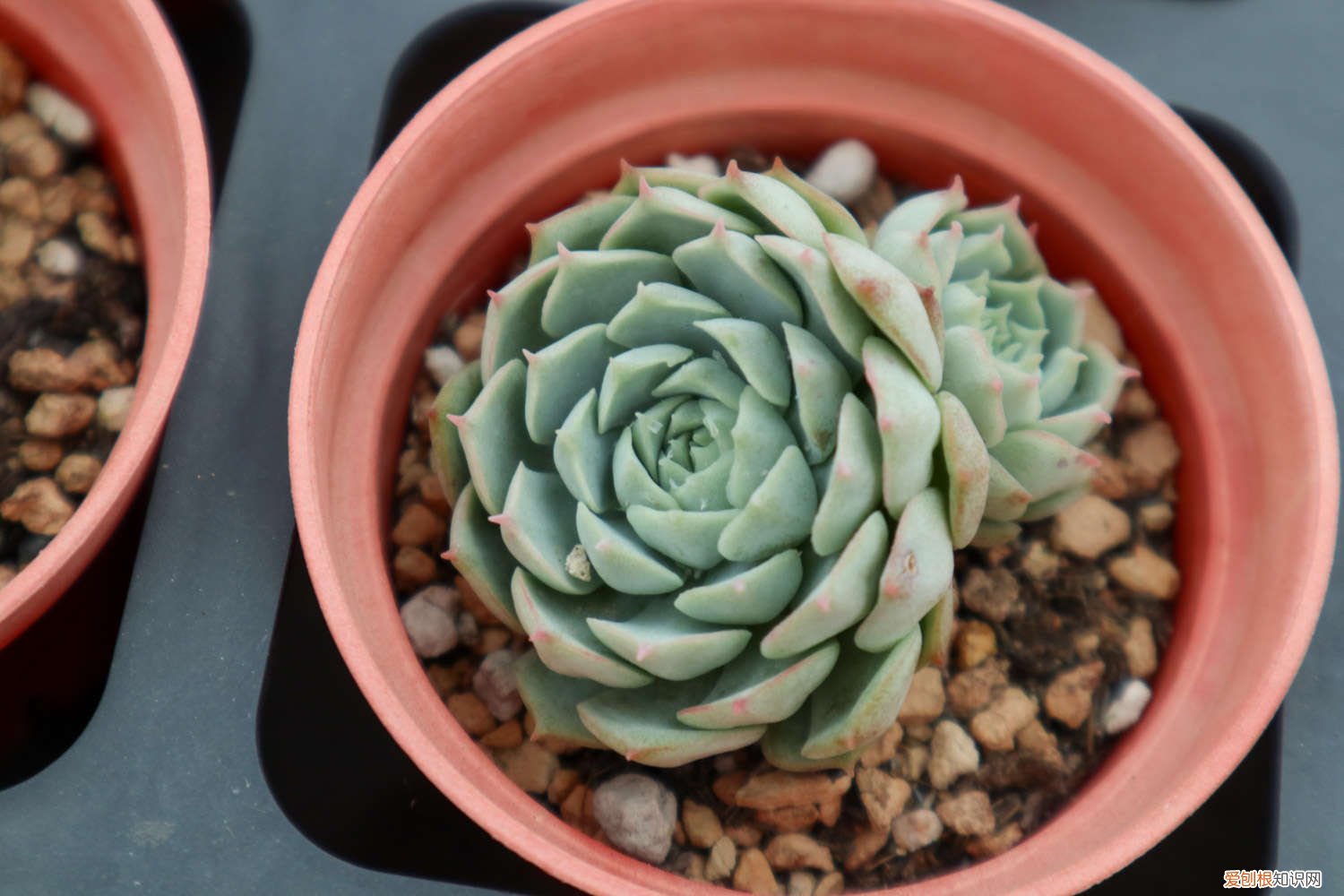 多肉瀑布桩 这6款多肉一养就成瀑布，邻居羡慕得眼红！