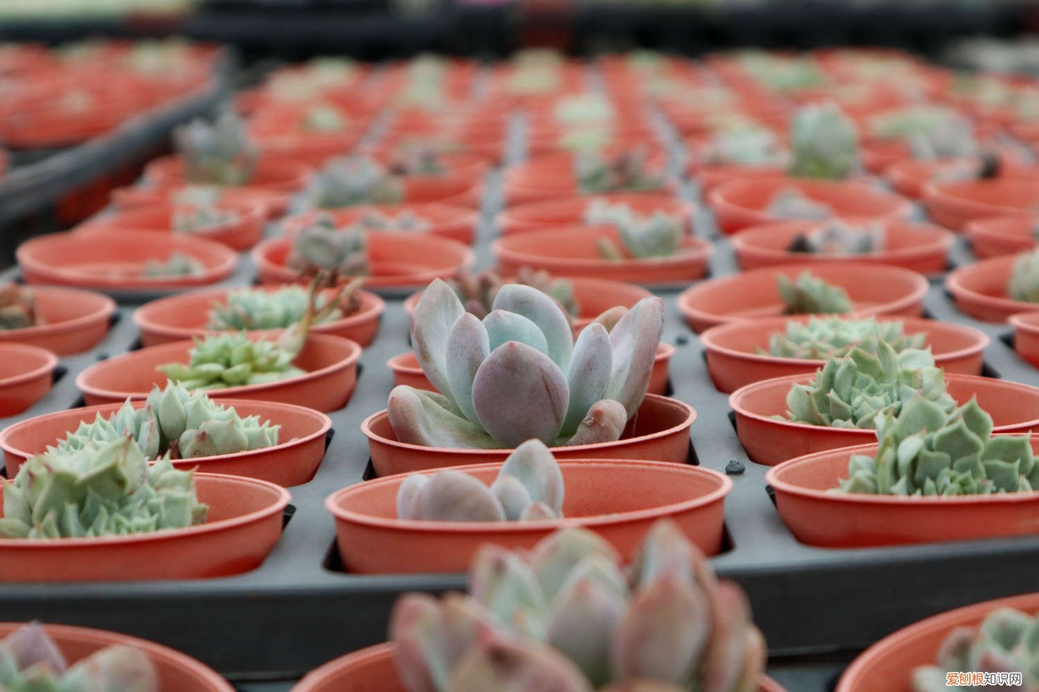 多肉瀑布桩 这6款多肉一养就成瀑布，邻居羡慕得眼红！