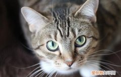 猫咪子宫蓄脓怎么看 怎么判断猫咪是不是子宫蓄脓