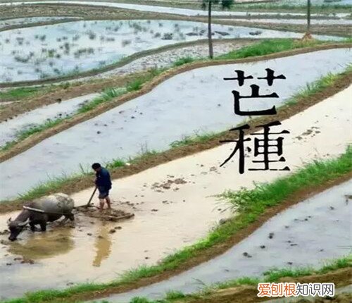 你知道芒种是什么意思吗 芒种养生你需要知道这些