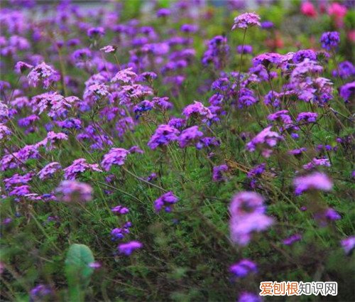 香水草为什么叫香水草 香水草都有哪些作用