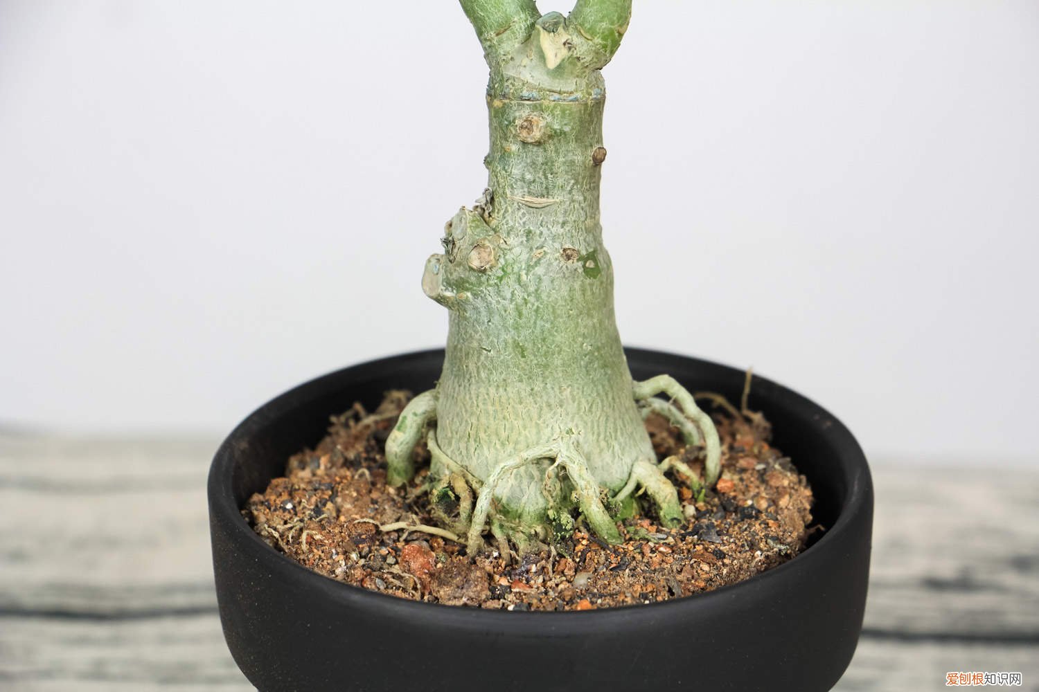 沙漠玫瑰养殖用什么土壤 沙漠玫瑰养殖用什么土