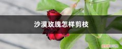 沙漠玫瑰怎样剪枝和枝插 沙漠玫瑰怎样剪枝