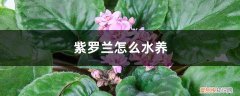 水培紫罗兰的养护方法 紫罗兰怎么水养