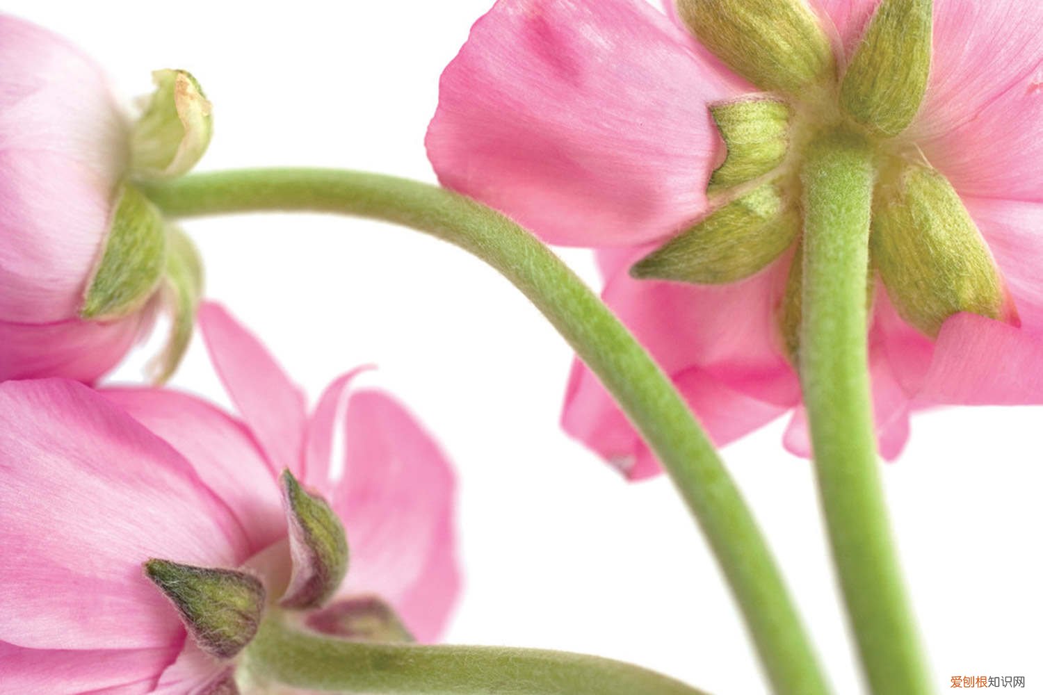 毛花茛多久发芽 花毛茛种球几天发芽