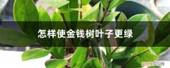 金钱树怎么养绿叶绿油油 怎样使金钱树叶子更绿