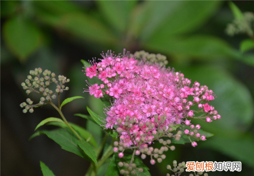 金焰绣线菊的特征有哪些 要怎样种植金焰绣线菊