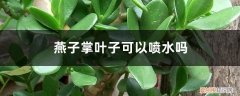 燕子掌浇水时可以浇叶子吗? 燕子掌叶子可以喷水吗