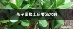 燕子掌换土后要浇水吗视频 燕子掌换土后要浇水吗